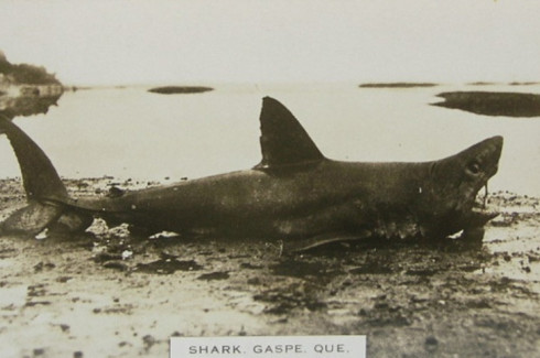 Requin, Gaspé, vers 1910 / Shark on the beach, Gaspé. c.1910