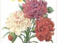 larger_carnations_redoute.jpg
