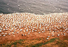 Northern gannet colony. (Photo - Matthew Farfan)