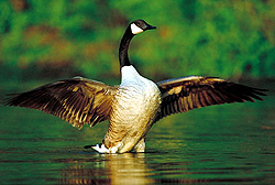 Canada goose. (Photo - Courtesy Parc national de Plaisance)