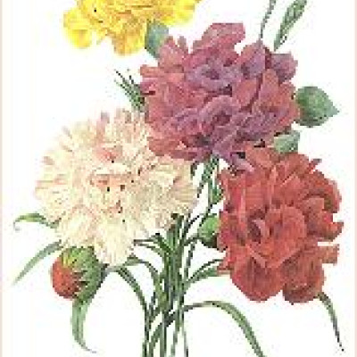 Carnations, by Pierre-Joseph Redouté (1759-1840).