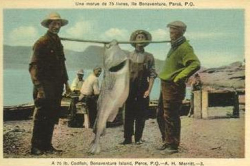 Une morue de 75 livres / A 75-pound codfish