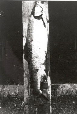 Davis a appelé ce saumon la "river goddess." (Photo - Collection du Musée de la rivière Cascapédia) 