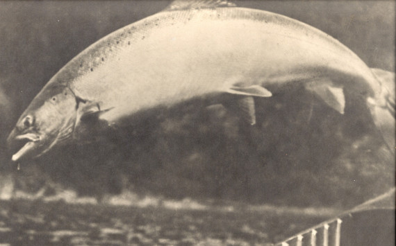 This photograph of a Cascapedia salmon jumping over a canoe was taken by chance in the 1950s. (Photo - Cascapedia River Museum Collection)