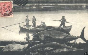 La pêche est formidable en Gaspésie! (carte postale, 1907) / The fishing is great in Gaspé! (Postcard, 1907)