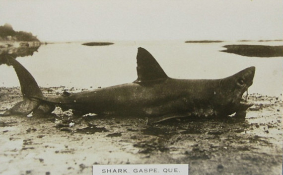 Requin, Gaspé, vers 1910 / Shark on the beach, Gaspé. c.1910