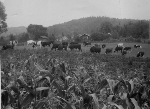 Bovins laitiers. Le secteur de l'élevage bovin continue toujours d'être le soutien principal de l'agriculture dans les collines de la Gatineau. Au cours de l'époque pionnière, les opérations agricoles mixtes dans la plupart des districts de la Vallée-de-la-Gatineau comprenaient de petits troupeaux de vaches laitières. Cette scène, datée de 1951, à la ferme Shouldice, fait maintenant partie de la région de ski Vorlage à Wakefield. Les vaches productrices du lait, de la crème et du beurre