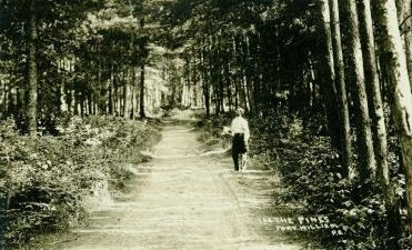 Dans les pins / In the pines