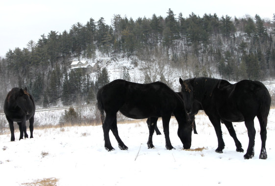 In the Gatineau Valley