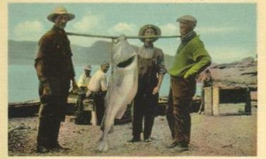 Une morue de 75 livres / A 75-pound codfish