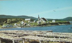 Morue sèchant / Drying cod