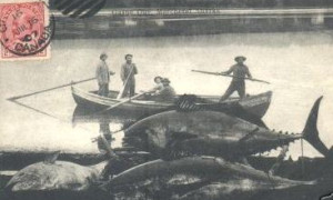 La pêche est formidable en Gaspésie! (carte postale, 1907) / The fishing is great in Gaspé! (Postcard, 1907)