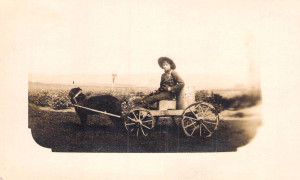 Voiture de laitier, Sayabec, 1907 / Milk wagon, Sayabec, 1907