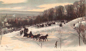 Hiver sur Mont-Royal / Winter on Mount Royal