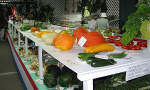 Concours de légumes / Vegie display