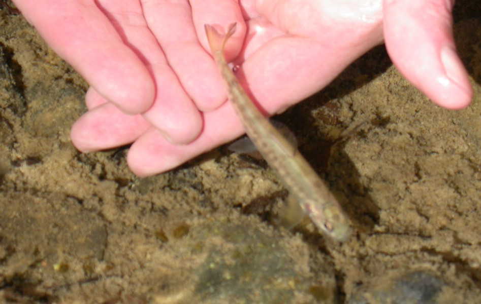 A small fry being released into the water in the hopes that it will survive and return to the river one day as an adult Cascapedia Giant. (Photo - Cascapedia River Museum Collection)


