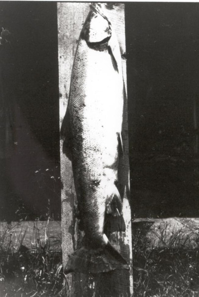Davis called this trophy catch "the river goddess." (Photo - Cascapedia River Museum Collection) 