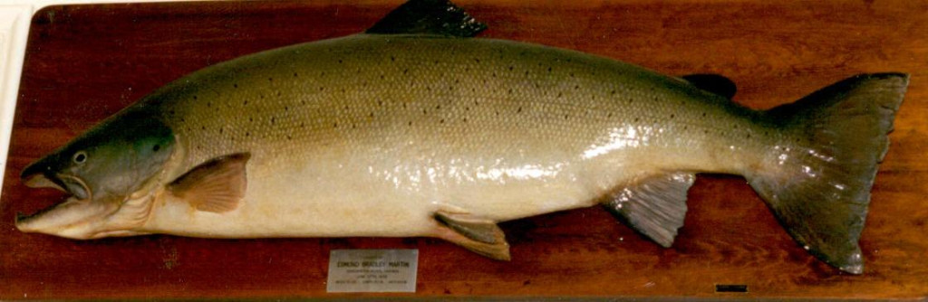 The famous Martin salmon, caught in 1939, and now a part of the Cascapedia River Museum's collection. (Photo - Cascapedia River Museum Collection)
