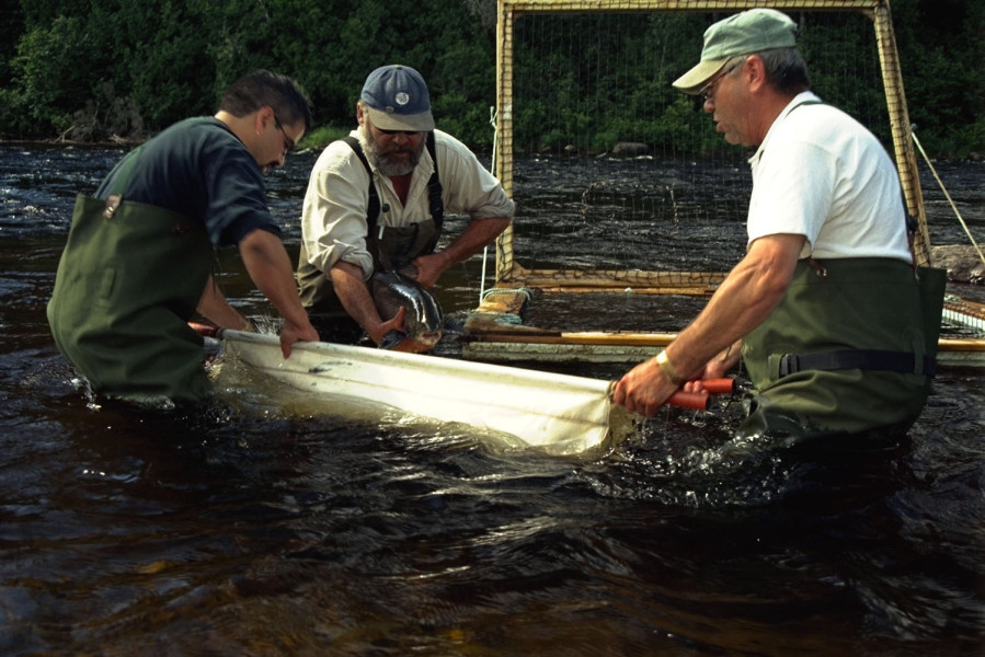 Local guides Lee Foran, Ken Labreque, and David Caplin working for the spawning program on the river. 
(Photo - Cascapedia River Museum Collection)